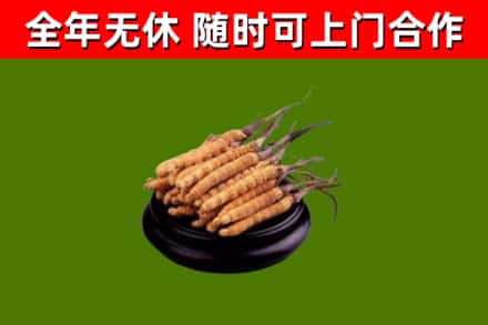龙沙区烟酒回收冬虫夏草.jpg
